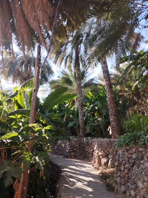 Palmiers et habitat traditionnel dans un paysage aride, avec des personnes visibles.
