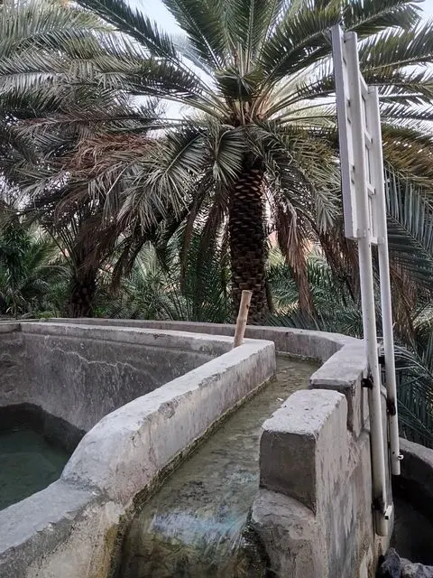 Palmiers et habitat traditionnel dans un paysage aride.