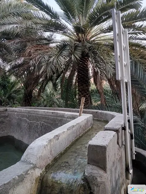 Palmiers et habitat traditionnel dans un paysage aride.