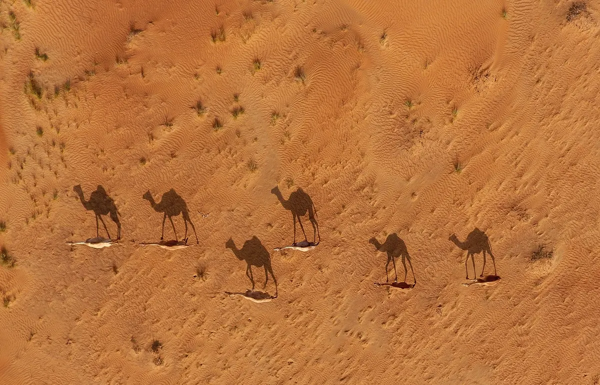 Ombres de dromadaires sur les dunes du désert omanais